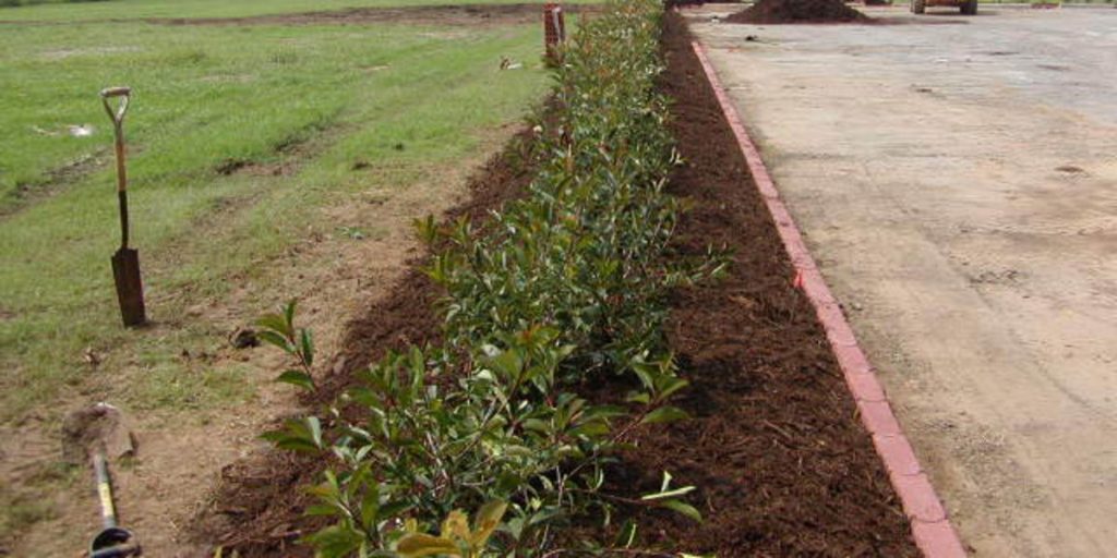 Native Texas Tree Mulch Around Shrubs 640 (1) (1)